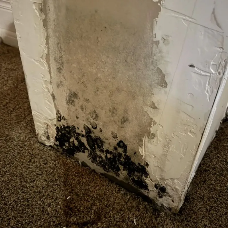Professional Mold Removal in Knox County, TX